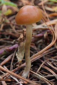 Psilocybe aztecorum image