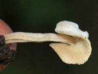 Helvella crispa image