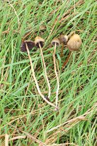 Psilocybe semilanceata image