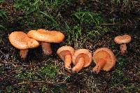 Lactarius salmonicolor image