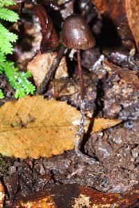 Psilocybe neoxalapensis image