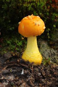 Amanita flavoconia image