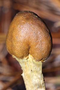 Elaphocordyceps capitata image