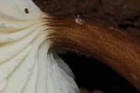 Lactarius gerardii image