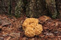 Sparassis crispa image