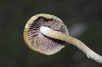 Psilocybe aztecorum image