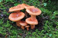 Lactarius salmonicolor image