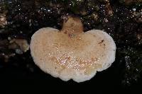 Panellus pusillus image