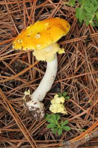 Amanita flavoconia image