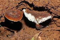 Lactarius gerardii image