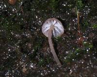 Mycena singeri image