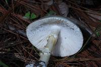 Amanita bisporigera image