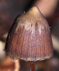 Psilocybe fagicola image