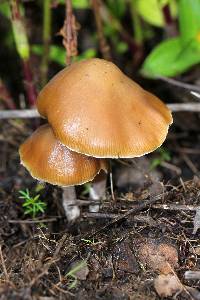 Psilocybe caerulescens image