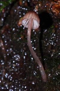 Mycena singeri image