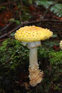 Amanita muscaria subsp. flavivolvata image