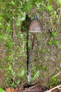 Psilocybe neoxalapensis image