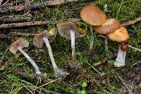 Psilocybe cyanescens image