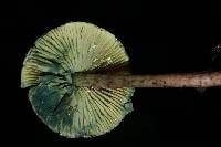 Lepiota trichroma image