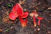 Hygrocybe coccinea image