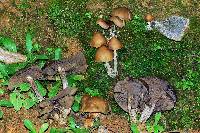 Psilocybe zapotecorum image