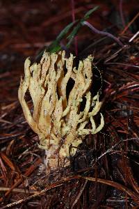 Ramaria stricta image