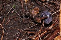 Psilocybe fagicola image