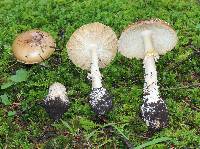 Amanita pantherina image