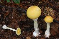 Amanita xylinivolva image