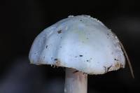 Amanita bisporigera image