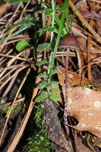 Psilocybe fagicola image