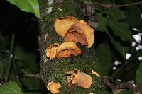 Mycobonia flava image