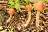 Psilocybe cyanescens image