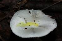 Amanita bisporigera image