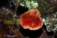 Fistulina hepatica image