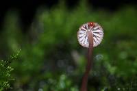 Mycena singeri image