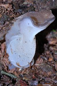 Pseudohydnum gelatinosum image