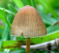 Psilocybe mexicana image