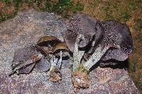 Psilocybe zapotecorum image