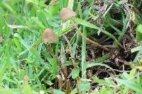 Psilocybe mexicana image