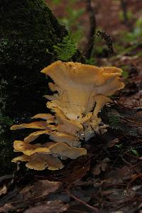 Meripilus sumstinei image