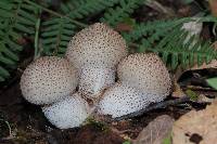 Lycoperdon perlatum image