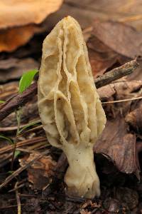 Morchella rufobrunnea image