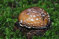 Amanita pantherina image