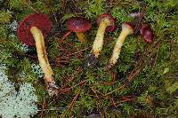 Cortinarius smithii image