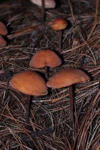 Gymnopus semihirtipes image