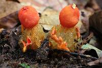 Calostoma cinnabarinum image