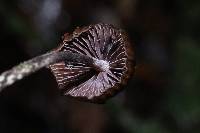 Psilocybe neoxalapensis image