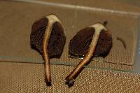 Psilocybe zapotecorum image