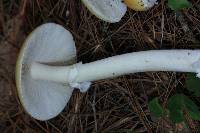 Amanita xylinivolva image